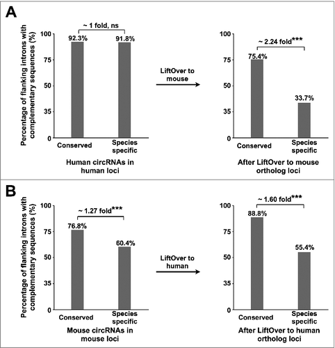 Figure 3. Species-specific distribution of orientation-opposite complementary sequences across circRNA-flanking introns is correlated with species-specific expression of circRNAs. (A) The percentage of conserved or human-specific highly-expressed circRNAs with complementary sequences is calculated in human (left panel) or in their mouse orthologous loci after LiftOver (right panel). *** p value < 0.001, Fisher's exact test. (B) The percentage of conserved or mouse-specific highly-expressed circRNAs with complementary sequences is calculated in mouse (left panel) or in their human orthologous loci after LiftOver (right panel). ***p value < 0.001, Fisher's exact test.