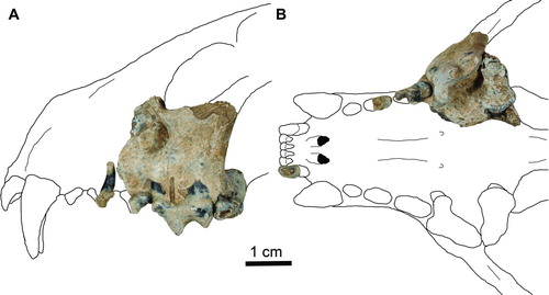 FIGURE 2 Holotype of Pekania occulta (JODA 15214) from the Rattlesnake Formation, Oregon. Specimen consists of a left maxilla with partial P3, P4, and M1, and partial left P2 and right I3. A, left lateral view; B, occlusal view. Scale bar equals 1 cm