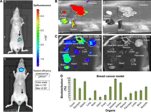 Figure 4 Near-infrared fluorescence-based live mouse imaging in human xenograft claudin-low, triple-negative (ER−/PR−/HER2−) breast cancer model.Notes: (A) (a) Selective localization of Zn-Fe-bLf NCs at the breast cancer-tumor site located at the mammary pad. (b) Regression in tumor volume after treatment of mice with Zn-Fe-bLf NCs over time. Arrows demarcate the presence of the tumour. The Zn-Fe-bLf NC-localization trend was quantified in terms of radiant efficiency to denote the antitumor efficacy of Zn-Fe-bLf NCs in the human xenograft breast cancer model (n=5). (B) (a) Localization of Zn-Fe-bLf NCs was noticed at the tumor, stomach, spleen, kidney, and intestine. The fluorescence intensity of Zn-Fe-bLf NCs was represented in terms of radiant efficiency. The image is representative of the imaging analysis performed in the Zn-Fe-bLf NC-treatment group (n=5). The tumor, stomach, spleen, kidney, and intestine showed localization of Fe-bLf NCs. (b) Ex vivo black-and-white imaging of mouse organs was carried out. The image is representative of the imaging analysis performed in the Zn-Fe-bLf NC-treatment group (n=5). (C) (a) All the mouse organs denoted in the figure showed sparse localization of Zn-Fe-bLf NCs. The image is representative of the imaging analysis performed in the Zn-Fe-bLf NC-treatment group (n=5). (b) Ex vivo black-and-white imaging analysis of mouse organs represented. (D) Biodistribution patterns of Zn-Fe-bLf NCs in mouse organs in terms of percentage in vital organs of mice (n=5).Abbreviations: bLf, bovine lactoferrin; NCs, nanocapsules.