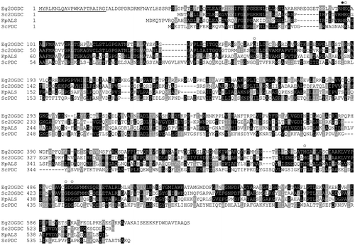 Fig. 3. Multiple alignments of the deduced amino acid sequence of Euglena 2-oxoglutarate decarboxylase and its related enzymes.