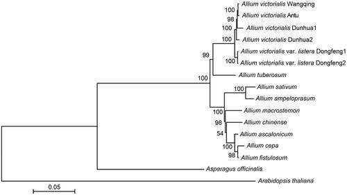 Figure 2. Phylogenetic tree of Allium victorialis and other Allium species. The value above each clade is the bootstrap value (BS) of the maximum-likelihood estimation. The gene sequence information of other Allium species was adapted from Harkess et al. (Citation2017), Zhu et al. (Citation2017), Chen et al. (Citation2018), and TAIR10 (https://www.arabidopsis.org/).
