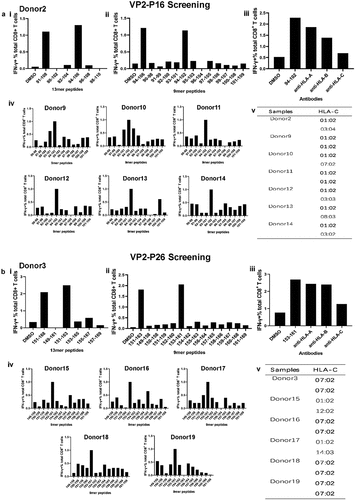 Figure 5. Confirmation of immunodominant VP2-P16- and VP2-P26-specific CD8+ T-cell response characteristics. (a) (i) 13mer overlapping peptides within the 18mer VP291–108 (VP2-P16 responder Donor 2) were screened. (ii) Nine-mer overlapping peptides within the 13mer VP294–106 were screened. (iii) an HLA-I antibody-blocking assay was used to identify the restricted characteristics of VP294–102. (iv) Other representative VP2-P16 responder core 9mer peptides were identified. Results are representative of three independent experiments. (v) The sequences of HLA-Cw alleles in VP294–102 responders were evaluated using NGS. (b) (i) 13mer overlapping peptides within the 18mer VP2151–168 (VP2-P26 responder Donor 3) were screened. (ii) Nine-mer overlapping peptides within the 13mer VP1151–163 were screened. (iii) an HLA-I antibody-blocking assay was used to identify the restricted characteristics of VP2153–161. (iv) Other representative VP2-P26 responder core 9mer peptides were identified. Results are representative of three independent experiments. (v) The sequences of HLA-Cw alleles in VP2153–161 responders were evaluated using NGS.