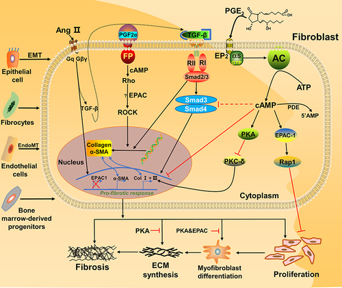 Figure 2 Fibroblasts involved in the EPAC pathway and connection with fibrosis. Activation of PKA and EPAC differentially inhibits specific fibroblast functions, activation of EPAC inhibits fibroblast proliferation, and both PKA and EPAC contribute to the inhibition of α-SMA expression and fibroblast transition to myofibroblasts.Citation20 PGE2 inhibits lung fibroblast collagen expression and proliferation via independent cAMP effectors.Citation19 Through FP receptor signals, PGF2α can enhance collagen synthesis in fibroblasts.Citation23,Citation56 Profibrotic effects of angiotensin II (Ang II) and TGF-β1 can potentially through SMAD inhibition, cAMP activation of EPAC1 and PKA lowers expression of collagens I and III.Citation57 Together, ECM synthesis, fibroblast proliferation and collagen production will aggravate fibrosis.