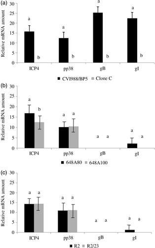 Figure 2.  MDV gene transcripts in the lung at 5 doa with HP vaccines (CVI988/BP5, 648A80, and R2) and LP vaccines (Clone C, 648A100, and R2-23). Transcription of MDV genes ICP4, pp38, gB, and gI was measured by real-time RT-PCR (see Materials and Methods). Results presented as the mean and the standard error. Comparisons have been done between the two components of the same pair. 2a: Transcription of MDV genes in the pair formed by CVI988/BP5 and Clone C. 2b: Transcription of MDV genes in the pair formed by 648A80 and 648A100. 2c: Transcription of MDV genes in the pair formed by R2 and R2/23. Same letter above the bar indicates no statistically significant differences were detected (P < 0.05).