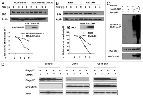 Figure 4. HER2-Akt signaling reduces p57 turnover. (A) p57 turnover rate is decreased in DNAkt-overexpressing cells. Indicated cells were treated with cycloheximide (CHX) (100 µg/ml) for the indicated times. Cell lysates were immunoblotted with indicated antibodies. (B) Akt dereases the turnover of p57. Indicated cells were treated with cycloheximide (CHX) (100 µg/ml) for the indicated times. Cell lysates were immunoblotted with indicated antibodies. (C) Akt increases the polyubiquitination level of p57 in a dose-dependent manner. Indicated cells were transfected with indicated plasmids. Cell lysates were pulled down with Ni++ NTA beads and then immunoblotted with anti-Myc. (D) Akt-CSN6 axis is involved in regulating p57 turnover rate. Indicated transfected cells were treated with cycloheximide (CHX) (100 µg/ml) for the indicated times. Cell lysates were immunoblotted with indicated antibodies.