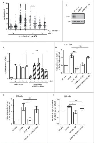 Figure 6. Inhibition of Plk1 increases DNA repair capacity in mitotic cells. (A) U2OS cells were synchronized in mitosis by NZ (16 h), incubated for additional 2 h with DMSO or BI2536 (50 nM) and treated with NCS (2 nM) for indicated times. DNA lesions were quantified by neutral comet assay. Plotted is average amount of DNA in tails, error bars indicate SD. Circles and triangles indicate individual cells. (B) Cells were treated as in (A), fixed at indicated times and γH2AX levels were measured by FACS (at least 104 cells per condition, n=4, error bars indicate SD). (C) U2OS cells were transfected with siRNA targeting coding region or 3-UTR region of 53BP1 and knock down was evaluated by immunoblotting. (D) U2OS-TR cells stably transfected with EGFP-53BP1-WT, -S1618D or –S1609D-S1618D were transfected with siRNA targeting 3-UTR region of 53BP1. After 48h expression of EGFP-53BP1 was induced by tetracycline for 12h, cells were irradiated with 3 Gy and fixed 8h afterwards. BRCA1 foci were analyzed by automated high-content microscopy. Average number of 53BP1 foci was quantified in G1 cells gated by the intensity of the DAPI and negative Cyclin A signal (n=3, error bars indicate SD). (E) RPE cells stably expressing EGFP-53BP1-WT or –S1609D-S1618D were treated and analyzed as in (D). (n=4, error bars indicate SD). (F) RPE cells stably expressing EGFP-53BP1-WT or –S1609D-S1618D were treated as in (D) and γH2AX-positive foci were analyzed by automated high-content microscopy. Average number of γH2AX- foci was quantified in G1 cells gated by the intensity of the DAPI and negative Cyclin A signal (n=3, error bars indicate SD).