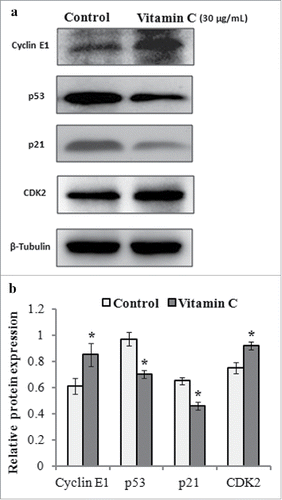 FIGURE 4. The effects of vitamin C on the expression levels of cyclin E1, CDK2, p53, and p21 proteins in ADSCs. Cell lysates were prepared from the ADSCs treated with 30 µg/ml of vitamin C or equal volume of culture medium (control) for 24 h, and protein gel blotting was used to detected the expression levels of cell cycle-associated proteins. (a) Representative western blot images for detecting the expression levels of cyclin E1, CDK2, p53, and p21 proteins. β-Tubulin was used as the loading control. (b) Relative expression levels of cyclin E1, CDK2, p53, and p21 proteins from 3 independent experiments based on (A) as quantified by densitometry of above proteins/β-Tubulin.