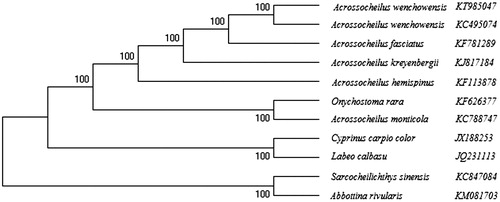Figure 1. The phylogenetic analysis of A. wenchowensis and other Cyprinidae fishes based on the mitogenome sequences.