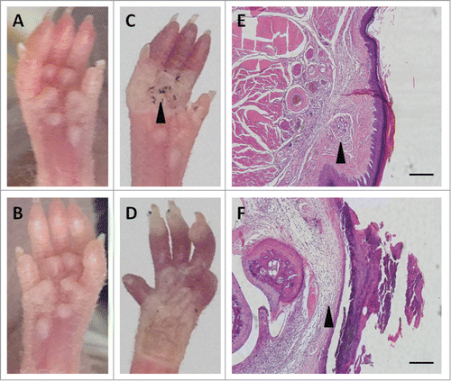 Figure 7. Animal model. Contribution of reprogrammed fibroblasts to sweat gland regeneration in nude mice (A, B). Iodine-starch perspiration test was positive in a representative mouse paw (black arrow; C) implanted with reprogrammed fibroblasts but negative in the control scalded paw (D); damaged sweat glands were fully reconstructed with complete secretory and ductal portions in the treated paw (black arrow; E) but poorly reconstructed in the control paw (black arrow; F); Scale bar is 50 μm.