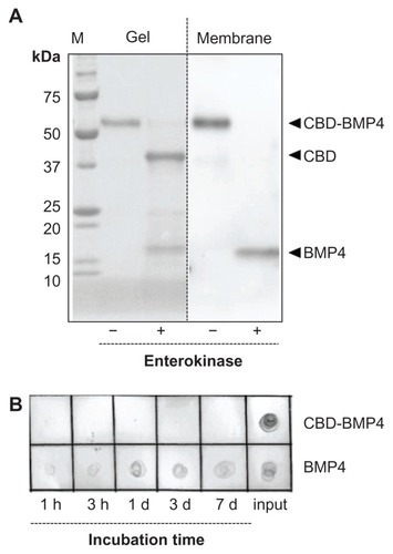 Figure 1 Characterization of CBD-BMP4. (A) Purified CBD-BMP4 was digested with enterokinase, fractionated on SDS-polyacrylamide gel, and transferred to a PVDF membrane. The gel was stained with Coomassie Brilliant Blue (left), and the membrane was immunoblotted with anti-BMP4 (right). (B) BMP4 or CBD-BMP4 was mixed with collagen solution, and the mixture was gelled at 37°C for 1 hour.Note: Protein released into PBS solution was blotted to a nitrocellulose membrane and immunodetected with anti-BMP4.Abbreviations: CBD, collagen-binding domain; BMP4, bone morphogenetic protein-4; SDS, sodium dodecyl sulfate; PVDF, polyvinylidene difluoride; PBS, phosphate buffered saline.