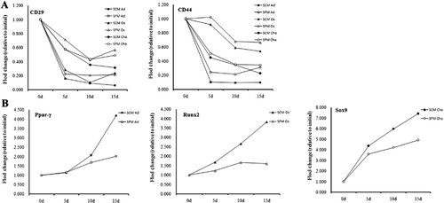 Figure 6. The effect of culture conditions on genes expression in the temporal experiment of trilineage differentiation assay on day 0, day 5, day 10, and day 15. (A) The expression levels of CD29 and CD44 were decreased during differentiation in a time-dependent manner in cells expanded in both FBS and serum-free media. (B) The expression levels of differentiation markers (Ppar-γ, Runx2 and Sox9) were increased in a time-dependent manner in the cells expanded in both FBS and serum-free media. In addition, differentiating cells derived from FBS condition had a lower expression of CD29 and CD44, and a higher expression of Ppar-γ, Runx2 and Sox9. The gene expression was normalized to day 0. X-axis: days (d) after differentiation; Y-axis: fold changes (relative to initial) in gene expression levels.