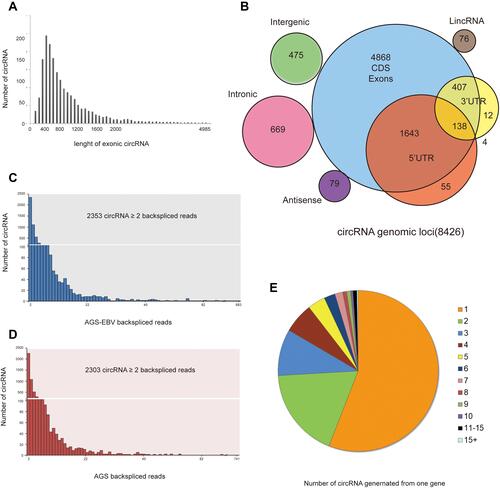 Figure 4 The characteristics of circRNA in AGS-EBV. (A) The length (nucleic acids) distribution of exonic circRNAs. (B) The number of circRNAs and back-spliced reads identified in two groups. (C and D) The categories of all circRNAs. (E) Number of circRNAs produced from one gene.