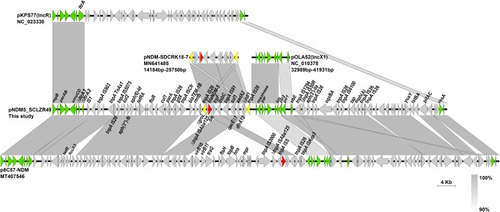 Figure 5 Comparison of linear maps of pNDM5_SCLZR49 and other closely related plasmids. Genes and insertion sequences are indicated by arrows and Δ indicates the truncated gene. blaNDM-5 is indicated in red and backbone regions are in green. Gray shades denote shared regions with a high degree of homology.