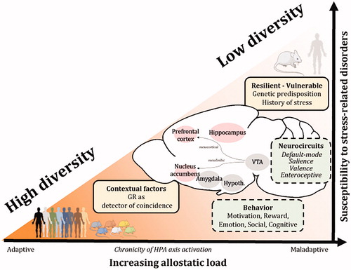 Figure 3. Adaptive plasticity through diversity of responses to glucocorticoid hormones underlies individual differences among adaptive trajectories to stress and between resiliency or vulnerability to stress-related disorders. Contextual factors involved in maladaptive stress responses influence the susceptibility to stress-related disorders. Glucocorticoid receptors operate as coincidence detectors between the HPA axis activity and the environmental context to update the precision and maintain diversity of response based on prior experience. For example, the GR employs a diversity of allosteric/orthosteric forms and post-translational modifications across a diversity of chromatin landscapes in multiple cell types and neuronal networks to promote pleiotropic cellular, physiological and behavioral responses based on the variety of demands in the brain and body. Insights from clinical and rodent studies show that the individual variability in susceptibility or resilience to stress-related disorders results from a complex interplay between the perceived stress, context-dependent factors (genetic predisposition, history of stress, ongoing experience) and changes in BDNF and GR signaling pathways across large-scale brain networks. The capacity of an organism to deal with a chronic activation of the HPA axis (increased allostatic load) determines the extent of behavioral, physiological, neuroendocrine and neuronal changes in brain regions regulating cognition, reward, fear, emotionality and social behaviors. GC: glucocorticoids; VTA: ventral tegmental area; Hypoth.: hypothalamus; HPA axis: hypothalamo-pituitary-adrenal axis.