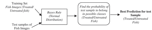 Figure 7. Bayes rule-based classification for treated and untreated fish.