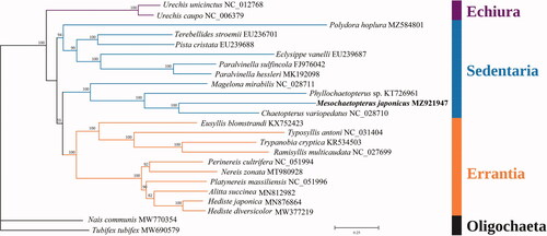 Figure 1. The Maximum-likelihood (ML) phylogenetic tree for M. japonicus and the other Polychaeta species based on the concatenated nucleotide sequences of 13 protein-coding genes, and M. japonicus is placed with Sedentaria. Bootstrap support values are indicated at each node.