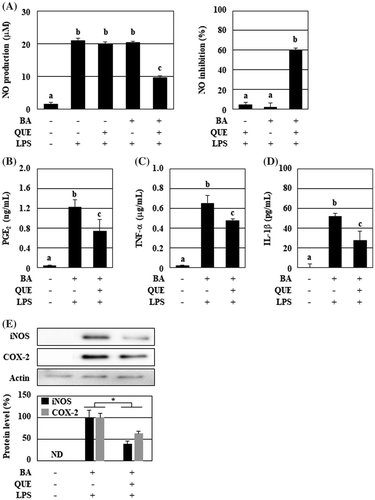 Figure 1. The culture supernatant of B. adolescentis with quercetin suppressed the production of the inflammatory mediators from LPS-stimulated macrophages. B. adolescentis was incubated with DMSO (final concentration 0.05%, 0 μM quercetin) or quercetin (25 μM) in serum-free DMEM at 37 °C for 3 h under static and anaerobic conditions. The culture supernatants were prepared by the centrifugation twice, and then added to RAW264 cells. Following 24 h of LPS treatment, (A) NO (left, production level; right, inhibition ratio), (B) PGE2, (C) TNF-α, and (D) IL-1β were measured with the Griess assay or ELISA kits. Additionally, protein levels of iNOS and COX-2 were analyzed using western blotting (E). Intensities of these bands were quantified and corrected with the band intensity of pan-actin as an internal standard. Data are shown as means ± SD (n = 3) and were analyzed for statistically significant differences by multiple comparison testing (Tukey–Kramer test and Student’s t-test). Indicated images are representative data. Different letters indicate significant differences (p < 0.05). BA, B. adolescentis; IL, interleukin; LPS, lipopolysaccharide; PG, prostaglandin; QUE, quercetin; TNF, tumor necrosis factor.