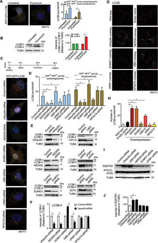 Figure 1. siRNA screen for autophagy modulatory ubiquitin-like proteins in proteotoxic stress. (A) Stable RFP-GFP-LC3B expressing MCF7 cells were untreated or treated with puromycin (15 μg/ml) for 24 h. Left: confocal fluorescence microscopy images of GFP+ RFP+ LC3B autophagosomes and GFP− RFP+ LC3B autolysosomes. Right: quantitative count (mean ± SD) of GFP+ RFP+ LC3B autophagosomes and GFP− RFP+ LC3B autolysosomes; ~ 100 cells analyzed in each sample (* P < 0.05). (B) Representative image of immunoblot of LC3B in lysate of untreated and puromycin-treated MCF7 cells. Densitometric quantification of LC3B-I and LC3B-II bands relative to TUBA of blots (* P < 0.05). (C and D) Stable RFP-GFP-LC3B expressing MCF7 cells transfected with different ubiquitin-like protein-specific siRNAs and subsequent treatment of cells with puromycin for 36 h. (C) Timeline of the screening experiment and confocal fluorescence microscopy images of GFP+ RFP+ LC3B autophagosomes and GFP− RFP+ LC3B autolysosomes. (D) Mean ± SD number of GFP+ RFP+ LC3B autophagosomes and GFP− RFP+ LC3B autolysosomes; ~ 150 cells analyzed in each experiment (* P < 0.05). (E and F) Representative immunoblot of LC3B from lysate of control-siRNA and UBL-specific siRNA-treated MCF7 cells. Densitometric quantification of LC3B-II bands relative to TUBA of blots (* P < 0.05). (G and H) MCF7 cells transfected with UBL-expressing clones. (G) representative confocal immunofluorescence images of LC3B puncta. (H) mean ± SD number of LC3B puncta/cell in different UBL overexpression condition; ~ 150 cells analyzed in each experiment (* P < 0.05). (I and J) Effect of knockdown of UBLs on expression level of autophagy receptor SQSTM1 and autophagic proteins ATG5, ATG12. (I) representative immunoblots of SQSTM and ATG12–ATG5 in lysate of different UBL knockdown cells. (J) densitometric quantification of SQSTM1 bands relative to TUBA in immunoblots. TUBA is the loading control in immunoblots. Scale bar in confocal microscopy images: 5 μm. All the presented microscopy and immunoblot data are representative of at least three independent experiments.