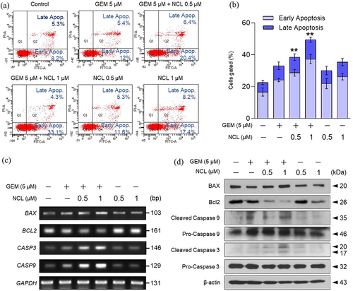 Figure 3. Niclosamide increases the level of apoptosis.