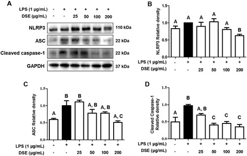 Figure 5. DSE’s effect on inflammasomes. RAW 264.7 cells were pretreated with DSE for 4 h, stimulated with LPS for 5 h, then ATP (5 mM) for 30 min. NLRP3, ASC, and cleaved caspase-1 expressions were measured by (A) western blotting (B, C, D) and quantified. The data are presented as mean ± SEMs of three different independent results. The data were analyzed through ANOVA (P < 0.05) and Tukey’s multiple comparison test. Dieffenbachia standleyi Croat’s methanol extract (DSE); lipopolysaccharide (LPS); Nod-Like Receptor Protein (NLRP); Assorted Speck-Like Standard Error of Means (SEM); Analysis of Variance (ANOVA); Protein Containing CARD Domain (ASC).