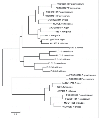 Figure 1. Phylogeny of A. fumigatus FlcA-C. The optimal tree for the A. fumigatus is represented. The tree was inferred using the Neighbor-Joining Method. Sequences were aligned with ClustalW and the tree was constructed by using MEGA6.