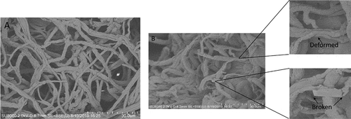 Fig. 3 Morphology of Fusarium oxysporum hyphae in single (a) and dual-culture with Trichoderma brevicompactum (b) as visualized by scanning electron microscopy. Arrows indicate broken or deformed F. oxysporum hyphae