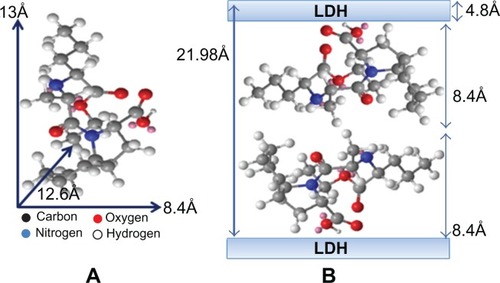 Figure 2 Three-dimension structure of perindopril erbumine (A) and molecular structural models of perindopril intercalated between interlayers of Mg/Al-LDH (B).Abbreviations: Mg, magnesium; Al, aluminum; LDH, layered double hydroxide.