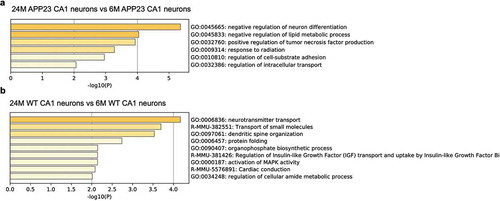 Figure 4. Gene Ontology (GO) analysis of APP23 and WT mice CA1 neurons during disease progression and aging. (a) Enriched gene ontology terms show the biological processes related to the up-regulated genes in 24-month-old APP23 CA1 neurons versus 6-month-old APP23 CA1 neurons. (b) Enriched gene ontology terms show the biological processes related to the up-regulated genes in 24-month-old WT CA1 neurons versus 6-month-old WT CA1 neurons.