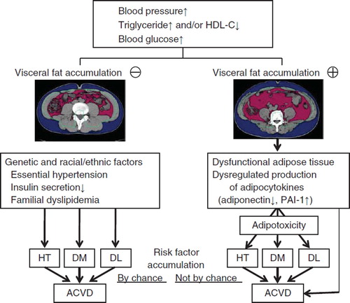 Figure 2. Differences in the pathophysiology of atherosclerotic cardiovascular disease (ACVD) in subjects without (left) and with (right) visceral fat obesity. (HDL-C = high density lipoprotein-cholesterol; PAI-1 = plasminogen activator inhibitor-1; HT = hypertension; DM = diabetes mellitus; DL = dyslipidemia).