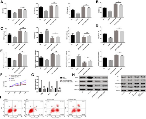 Figure 5 Nrf2 reverses pravastatin on myocardial injury. (A) effect of different groups on myocardial enzyme activity in animal models. (B) effects of different groups on inflammatory factor levels in animal models. (C) effects of different groups on oxidative stress level in animal models. (D) effect of different groups on myocardial cell apoptosis rate. (E) effects of different groups on expression of apoptosis-related proteins. (F) cell activity map after different transfection. (G) changes in expression of Nrf2, HO-1 and NQO-1. (H) Nrf2, HO-1, NQO-1 protein and apoptosis related protein figure. (I) cell apoptosis figure.