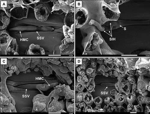 Fig. 4 Scanning electron micrographs showing the development of Puccinia graminis f. sp. tritici pathotype UVPgt62 inside the substomatal cavity of the flag leaf sheaths at 48 hpi on the stem rust-susceptible entries (a) Line 37–07 and (b) Coorong and resistant entries (c) Kiewiet and (d) Satu, respectively. The substomatal vesicle (SSV), haustorium mother cell (HMC), septum (S) and secondary infection hyphae (SIH) are indicated