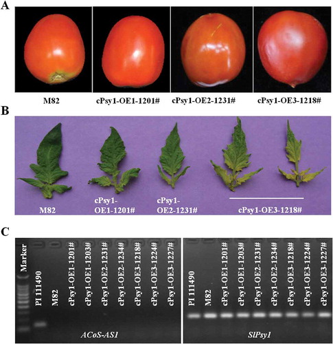 Figure 4. Over-expression of SlPsy1-ACoS-AS1 in M82 does not change fruit colour. A. Representative fruit images of wild type M82, and transgenic lines expressing SlPsy1-ACoS-AS1 (cPsy1-OE1-1201# and cPsy1-OE2-1231#) and SlPsy1 (cPsy1-OE3-1218#). B. Representative leave images of wild type M82 and transgenic lines expressing SlPsy1-ACoS-AS1 (cPsy1-OE1-1201# and cPsy1-OE2-1231#) and SlPsy1 (cPsy1-OE3-1218#). C. Expression of ACoS-AS1 and SlPsy1 (primer pair qPsy1F1/R1) in PI 114490, M82, and transgenic lines expressing SlPsy1-ACoS-AS1 (cPsy1-OE1 and cPsy1-OE2) and SlPsy1 (cPsy1-OE3) revealed by RT-PCR.