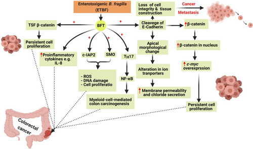 Figure 4 The six mechanisms involved in colon carcinogenesis by Bacteroides fragilis toxin (BFT). Colon carcinogenesis due to BFT is mediated by the induction of T-cell factor- dependent β-catenin pathway (TSF- β-catenin), cleavage of E-Cadherin, stimulation of IL-8 productionleading to the persistent proliferation of gut epithelial cells. BFT induces the production of reactive oxygen species (ROS), DNA damage, and gut epithelial cell proliferation via the induction of spermine oxidase (SMO) and cellular inhibitor of apoptosis protein-2 (c-IAP2). Created in ©BioRender.com.