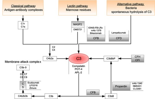 Figure 2 Flow diagram shows three separate complement pathways: lectin pathway, alternative pathway and classical pathway (orange box). All three pathways converge at complement protein C3 (red circle). Many drugs targeting specific complement components are being studied (gray line).