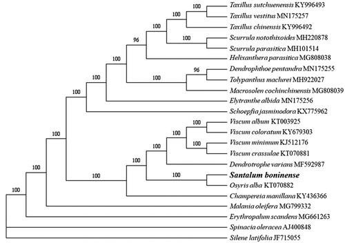 Figure 1. The maximum likelihood tree based on 21 complete chloroplast genomes of Santalales and two outgroup species. The bootstrap value was shown on each branch.