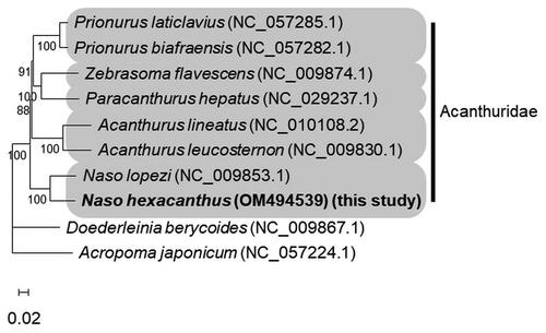 Figure 1. Maximum likelihood tree constructed using concatenated sequences of 13 PCGs and 2 rRNAs from the Naso hexacanthus, species of Acanthuridae, and outgroups. Numbers are bootstrap values (1000 replicates) greater than 50%.