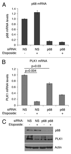 Figure 6. siRNA depletion of p68 expression leads to reduction of expression of PLK1 in MCF7 cells. mRNA levels of p68 (A) and PLK1 (B) were measured, relative to actin, by quantitative real-time PCR. The results presented are mean ± SD of 2 independent experiments, each performed in triplicate. P values were calculated using Student paired t test, where P < 0.05 is considered to be significant. The protein levels of p68 and PLK1 were detected by western blotting, with actin serving as loading control (C). p < 0.05 is significant.