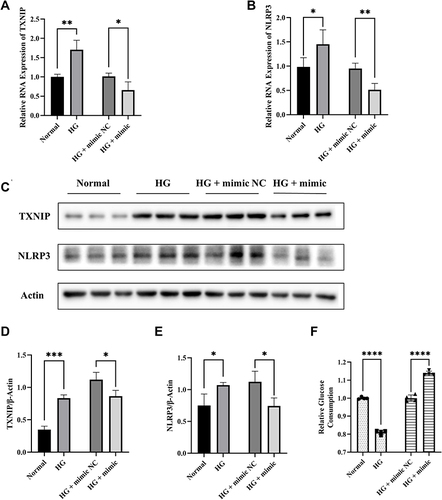 Figure 6 Effects of miR-17-5p on TXNIP, NLRP3 expression and glucose uptake in HTR8/SVneo cells treated with high-glucose. (A and B) The mRNA expression of TXNIP and NLRP3 in HTR8/SVneo cells. (C–E) Representative images and quantitative analysis of TXNIP and NLRP3 protein expression. (F) Relative quantitative analyses of glucose consumption. *P<0.05, **P<0.01, ***P<0.01, ****P<0.0001.