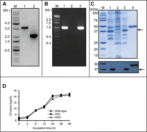 Figure 1. Generation of the ΔompA mutant OH1 strain and the ompA complemented OH2 strain. (A) PCR analysis of the genomic DNA of wild-type and ΔompA mutant OH1 strains using OmpA01F and OmpA01R primers. The genomic DNA of A. nosocomialis ATCC 17903T produced a 3.1 kb amplicon (lane 1), whereas the PCR using genomic DNA from the ΔompA mutant OH1 strain resulted in a 2.1 kb amplicon (lane 2). Lane M: 1-kb DNA molecular marker. (B) PCR analysis of the genomic DNA of wild-type, ΔompA mutant OH1, and ompA complemented OH2 strains using the OmpA04F and OmpA04R primers. The full-length ompA gene (expected size of 1,066 bp) was amplified in the wild-type (lane 1) and ompA complemented OH2 strains (lane 3). It was not amplified in the ΔompA mutant OH1 strain (lane 2). Lane M: 1-kb DNA molecular marker. (C) SDS-PAGE analysis and protein gel blot analysis of outer membrane proteins prepared from the wild-type (lane 1), ΔompA mutant OH1 (lane 2), and ompA complemented OH2 (lane 3) strains. Protein samples were separated by SDS-PAGE on a 12% gel, transferred to membranes, and immunoblotted with polyclonal anti-mouse AbOmpA immune serum. In lane M and 4, the molecular marker and recombinant OmpA protein with a molecular weight of 44 kDa were loaded, respectively. Arrows indicate the 37.4 kDa OmpA proteins. (D) Bacterial growth curve of A. nosocomialis strains cultured in LB broth under static conditions at 37°C for 48 h. CFUs were determined at the indicated time points. The data are the mean CFUs of duplicate in a representative of three independent experiments.