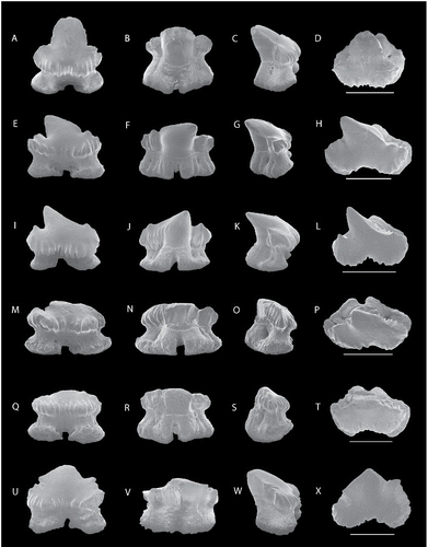 FIGURE 6. SEM images of Kallodentis rhytistemma, gen. et sp. nov., anterior teeth, NRM-PZ P16136, A, labial; B, lingual; C, profile; D, occlusal views; NRM-PZ P16137, E, labial; F, lingual; G, profile; H, occlusal views; NRM-PZ P16138, I, labial; J, lingual; K, profile; L, occlusal views; NRM-PZ P16139, M, labial; N, lingual; O, profile; P, occlusal; views; NRM-PZ P16140, Q, labial; R, lingual; S, profile; T, occlusal views; NRM-PZ P16141, U, labial; V, lingual; W, profile; X, occlusal views. All scale bars equal 1 mm.