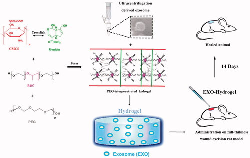 Figure 1. Schematic of hydrogel synthesis, EXOs loading and treatment on rat model.