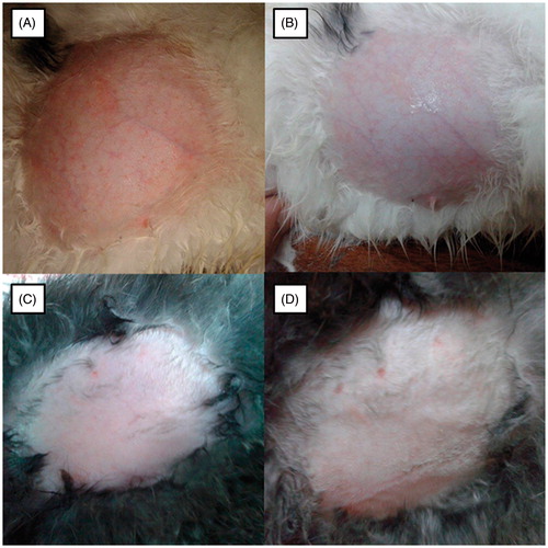 Figure 9. Photographs of rabbit skin after application of 1% formaldehyde solution (A), no treatment (B), KP-SLN gel (C), and blank SLN gel (D).