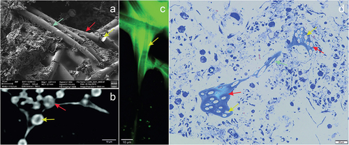 Figure 5. Image of Spongilla lacustris megascleres with a visible channel in the centrum in different imaging techniques. (a) SEM image, view of the sponge spicules, topography, SE2 Everhart-Thornley detector, field of view 112 micrometers, low-voltage imaging mode. (b) X-ray microscopy (c) CLSM confocal microscopy. (d) Light microscopy and histochemical methods (methylene blue staining).