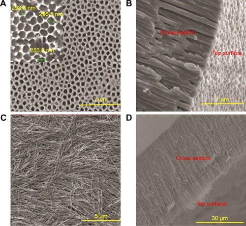 Figure 3 SEM image of surface and cross-section (A, B) of NSSM and (C, D) NSSM-MWCNT membranes which were anodized in aqueous solutions of acid, 100 V and 25°C.Abbreviations: MWCNT, multi-walled carbon nanotube; NSSM, nanoporous solid-state membrane; SEM, scanning electron microscopy.