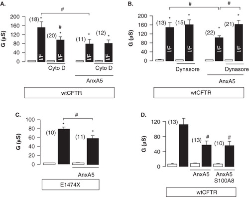 Figure 2. AnxA5 inhibits CFTR function in Xenopus oocytes independently of the PDZ domain. (A) Summary of whole-cell conductances activated upon stimulation with I/F (1 mM, 2 μM) of oocytes expressing CFTR with and without AnxA5 co-expression. Effects of pre-incubation with cytochalasin D (Cyto D, 10 μM, 2h) on activation of CFTR. (B) Effects of pre-incubation with dynasore (80 μM, 2 h) on activation of CFTR. (C) Summary of whole-cell conductances activated upon stimulation with I/F (1 mM, 2 μM) in oocytes expressing CFTR mutant E1474X (lacking the PDZ-BD) with and without co-expression of AnxA5. (D) Effects of co-expressing the protein S100A8 on whole-cell conductance of oocytes expressing CFTR and AnxA5. Open bars indicate the conductance before stimulation, i.e., in the absence of I/F. Mean ± SEM, n = number of experiments. Indicates significant activation of whole-cell conductances by I/F (paired t-test). #Indicates significant difference from cells lacking expression of AnxA5 (unpaired t-test).