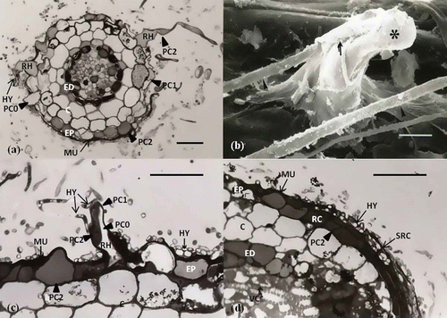 Figure 2. Polyphenolic compound changes induced by interactions between hyphae and epidermal cells and root hairs at the early mantle stage. (a) Transverse section of the root hair zone (RHZ). Polyphenolic compounds in root hairs (RH) and epidermal cells (EP) are stained entirely (PC), stained partially (PC1), or not stained (PC0). Hyphae penetrate between root hairs and epidermal cells and adhere to mucilage (MU). Scale: 20 μm. (b) Scanning electron microscopy image. Root hair (asterisk) is bent and collapsed by direct penetration (arrow) of fungal hyphae (arrowhead). Scale: 5 μm. (c) Longitudinal sections of the root hair zone (RHZ). Owing to the interplay between root hairs (RH) and hyphae (HY), polyphenolic compounds are stained partially (PC1). Hyphae are embedded in a mucilage layer stained dark by TBO. Scale: 25 μm. (d) Longitudinal section of the root cap zone (RZ). Polyphenolic compounds in root cap cells (RC) and sloughs of root cap cells (SRC) are stained entirely (PC), and hyphae adhere to mucilage and penetrate between sloughs of the root cap cell (SRC). Scale: 23 μm (Jung and Tamai Citation2011).