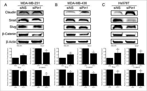 Figure 2. KD of Pin1 expression in TNBC cells hinders the EMT program. Expression of the EMT-associated proteins Claudin, Snail, Slug, and β-catenin were quantified by immunoblot 96 hours post-Pin1 KD in (A) MDA-MB-231, (B) MDA-MB-436, and (C) Hs578T cells. Representative immunoblots are shown with densitometry analysis of at least 3 independent experiments. *p < 0.05, **p < 0.01.