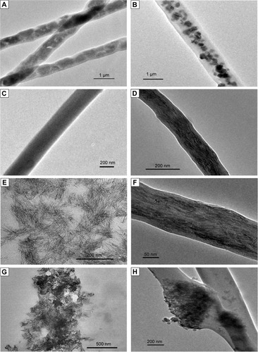 Figure 4 TEM images of the fibers and spinning solutions.Notes: (A) Collagen fibers before desalination, (B) collagen/HAP before desalination, (C) collagen fibers after desalination, (D) collagen/HAP after desalination, (E) collagen/30% HAP spinning solution, (F) collagen/30% HAP fibers after desalination, (G) collagen/HAP spinning solution using HAP powders, (H) collagen/30% HAP control fibers.Abbreviations: HAP, hydroxyapatite; TEM, transmission electron microscopy.