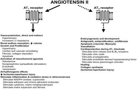 Figure 2 Major cardiovascular effects of angiotensin II. Updated from Jugdutt BI. 1998. Angiotensin receptor blockers. In: Crawford MH (ed). Cardiology Clinics Annual of Drug Therapy. Philadelphia: WB Saunders Pub, Vol 2, pp 1–17. Copyright © 1998. Reprinted with permission from Elsevier.