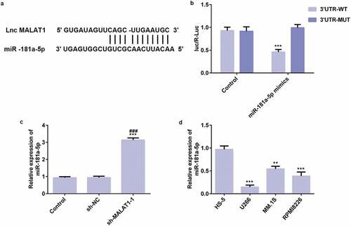 Figure 5. LncRNA MALAT1 directly targets miR-181a-5p. (a) Interaction between miR-181a-5p and 3ʹUTR of MALAT1 was predicted by starBase. (b) Luciferase activity of a reporter containing MALAT1 3ʹUTR-WT or 3ʹUTR-MUT (with a mutation in the miR-181a-5p binding site). ***P < 0.001 vs. control group. (c) The miR-181a-5p expression was upregulated in myeloma cells transfected with sh-MALAT1. ***P < 0.001 vs. control group. ###P < 0.001 vs. sh-NC group. (d) The miR-181a-5p expression in myeloma cells was detected by RT-qPCR. **P < 0.01 and ***P < 0.001 vs. HS-5 group